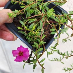 Purslane Succulents 🌹.  Full Sun.  $5 Each