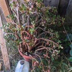 Big  Jade  Plant -  Aprox. 3 Feet Tall