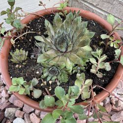 Hardy Succulents (Hens And Chicks)