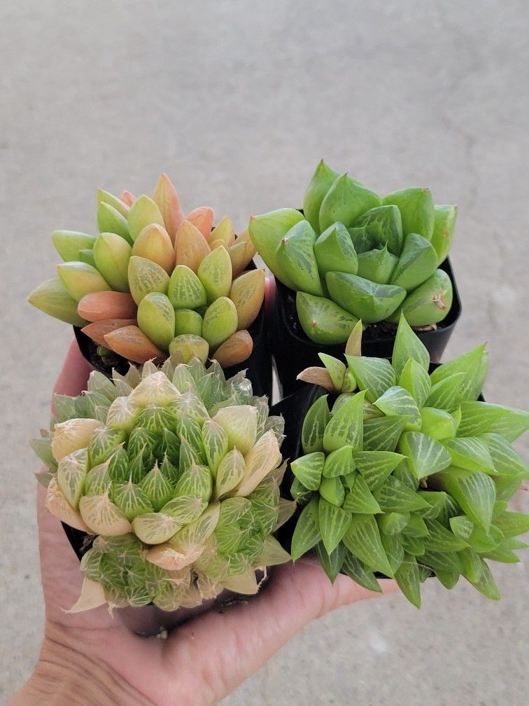 Beautiful Haworthia Succulents