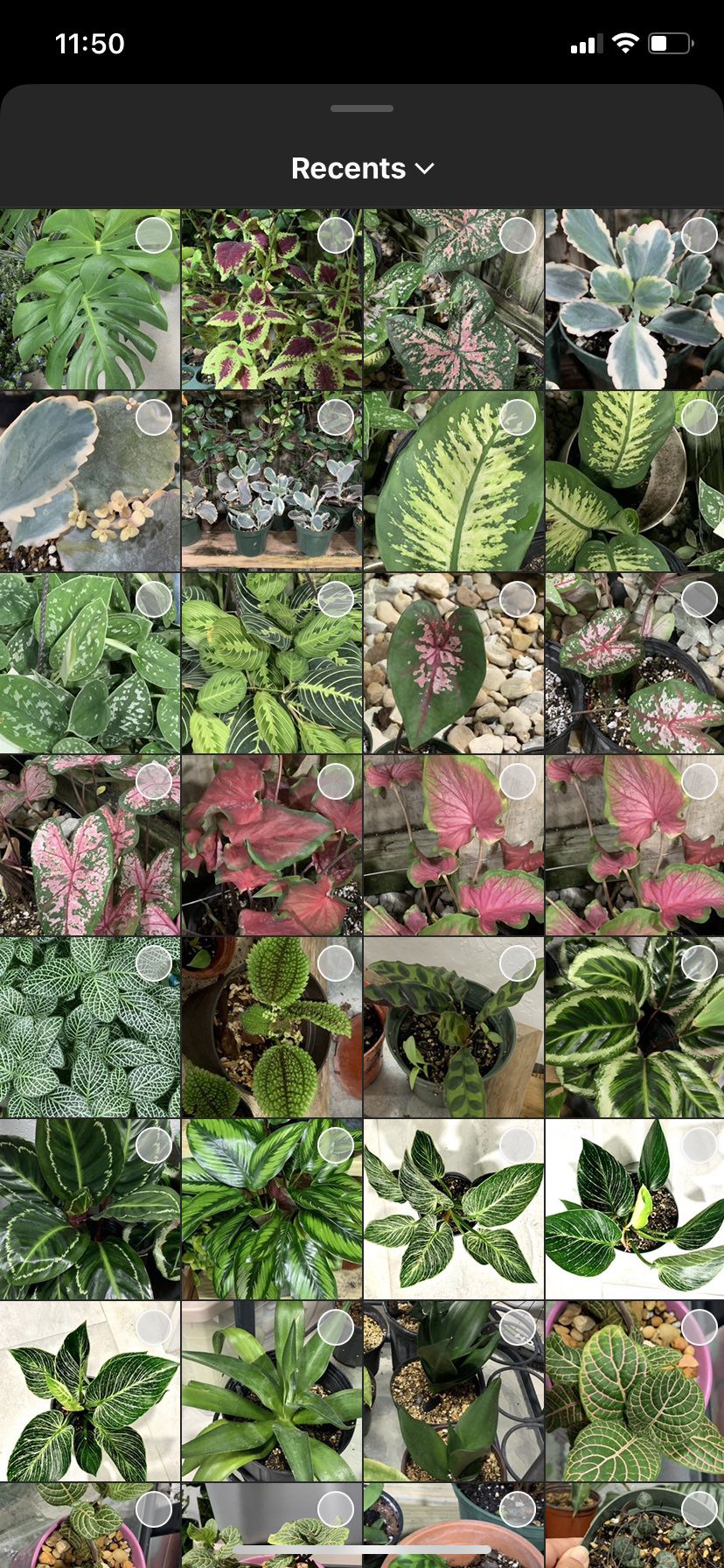 Exotic Plants/ Live Plants/calatheas/succulents/anthurium/caladium/Episcias /alocasia/begonia/nerve Plants/pothos/philondendron/agaves/herb Plants