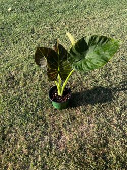 Alocasia regal shield