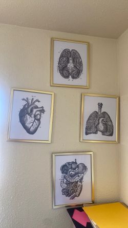 Anatomy Frames