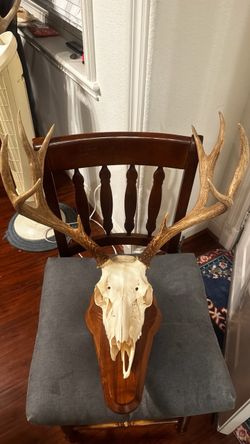 🔥🏹Mule 🦌Deer European Skull Mount🫎 with Antlers
