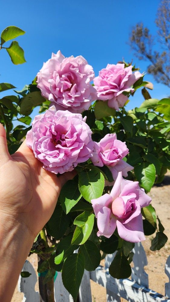 $155 LOVE SONG rose tree 💜 in a 15-gallon pot