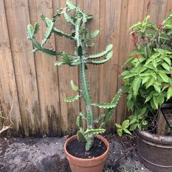 5 feet tall cactus needs to be planted in ground