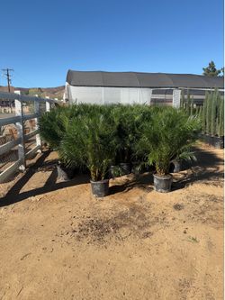 Pygmy palms 14" pots 3 feet tall