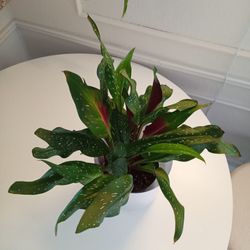 Milgro Calla Lily Plant ❤️ 89103