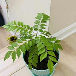 3+ Years Old Curry Leaves Plant