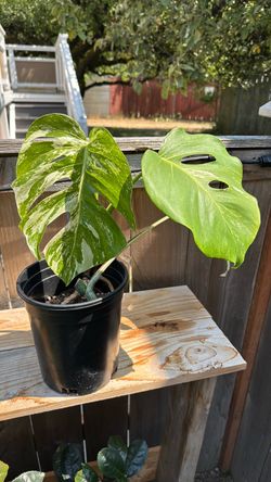 Variegated Monstera Albo Mature Plants