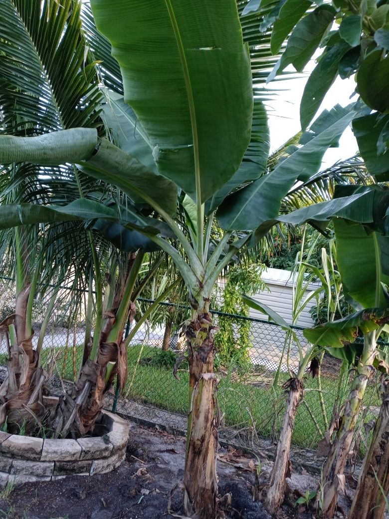 Lady Fingers Banana Tree for Sale in Port St. Lucie, FL OfferUp