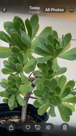Succulent plant