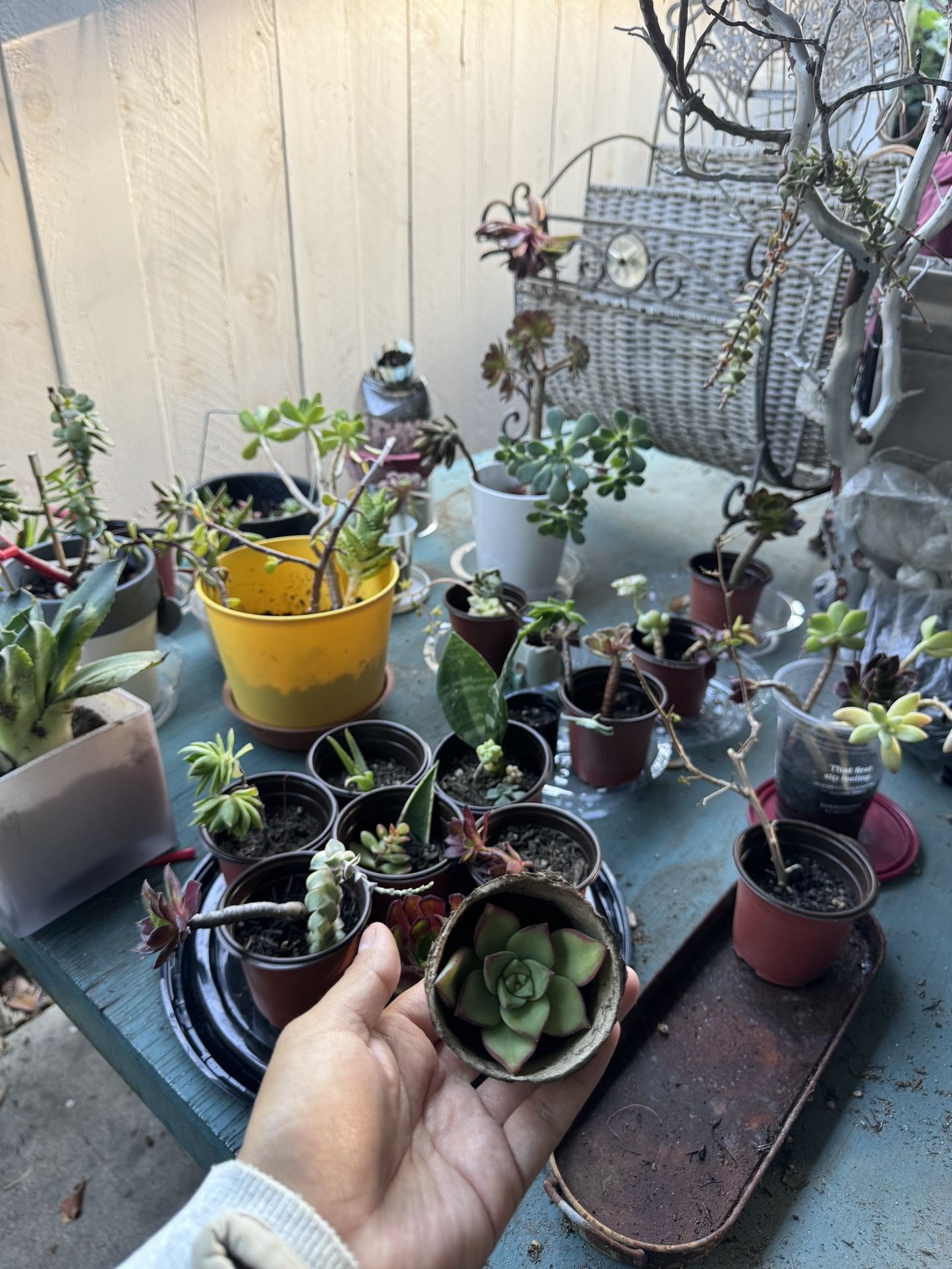 Succulents And More Low To High