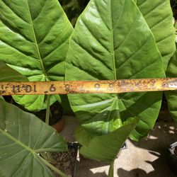 Elephant Ear Plants