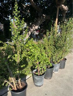 Elephant bush/ Jade Plant Size 40 -45”   $  20 each