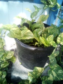 Golden Pothos Plant