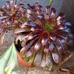 Aeonium plant