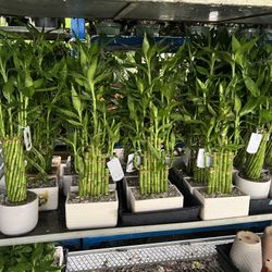 Lucky Bamboo In Ceramic Pot. SPECIAL PRICE 🤩