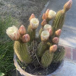 Cuctus Plant Mom