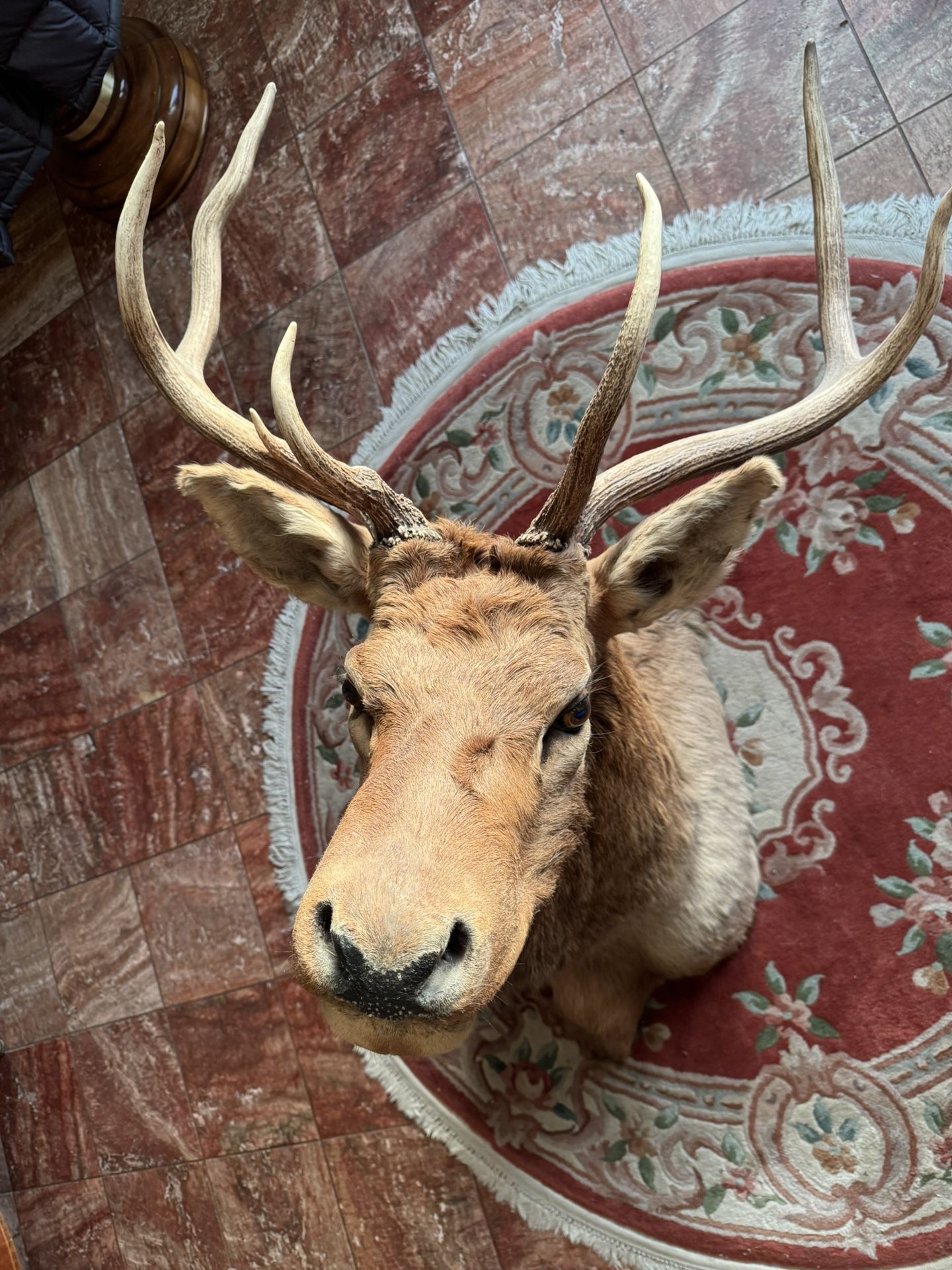  Taxidermy - Large Elk Shoulder Mount