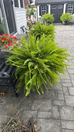 Extra large 3 ft. Ferns