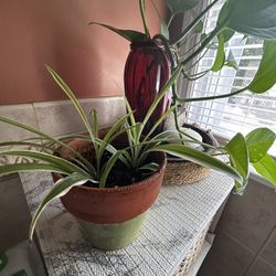 Spider Plant 