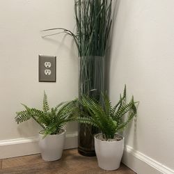 Set Of 3 Plants