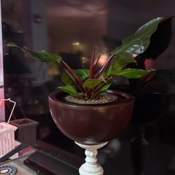 Red Bottom Philodendron