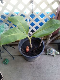 Fruit bearing banana tree