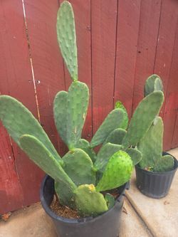 Cactus Plant