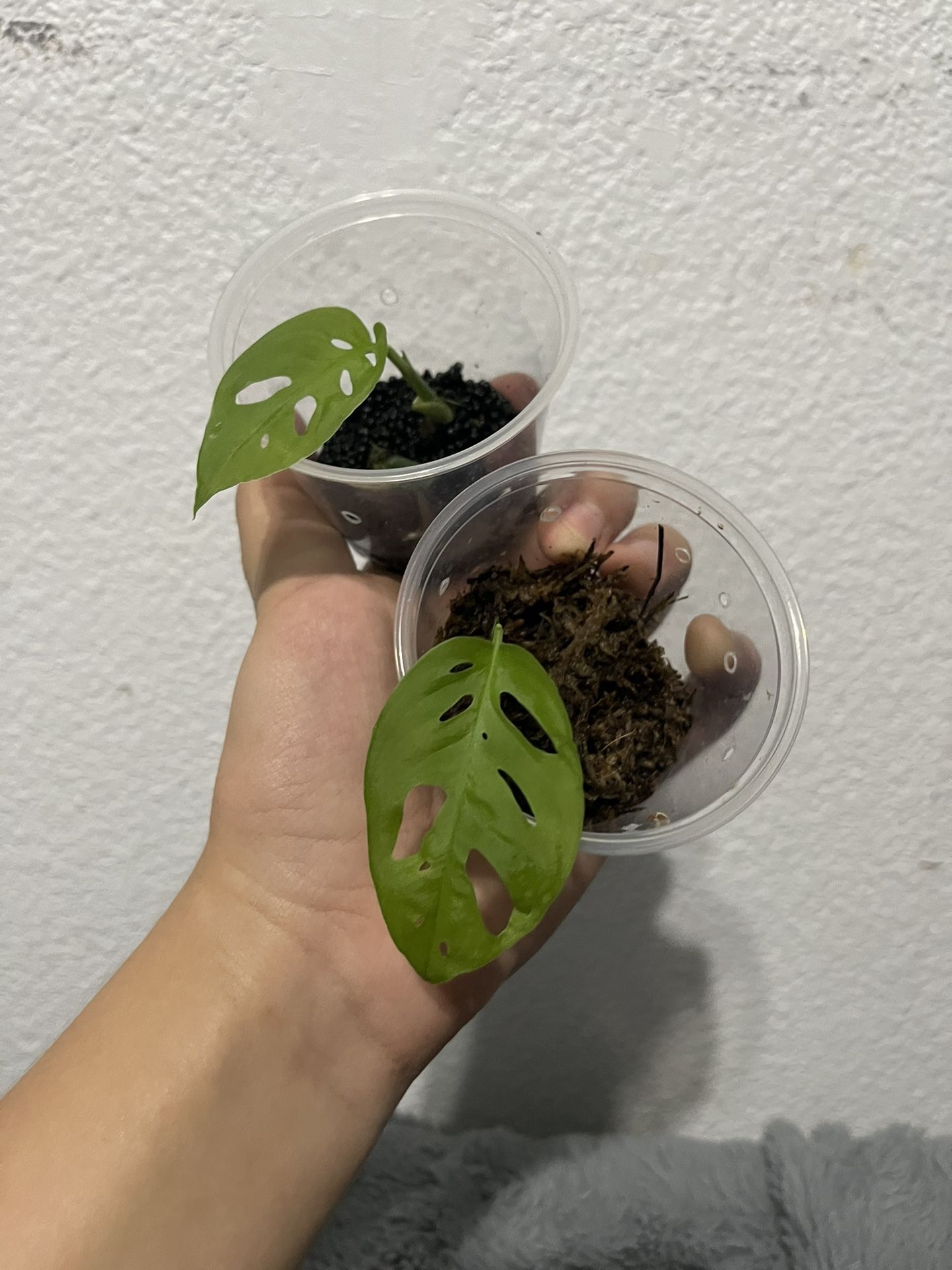 Rare Monstera Esqueleto (rooted 1 Leaf Cuttings)