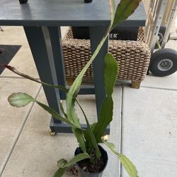 Epi White Flower Plant 