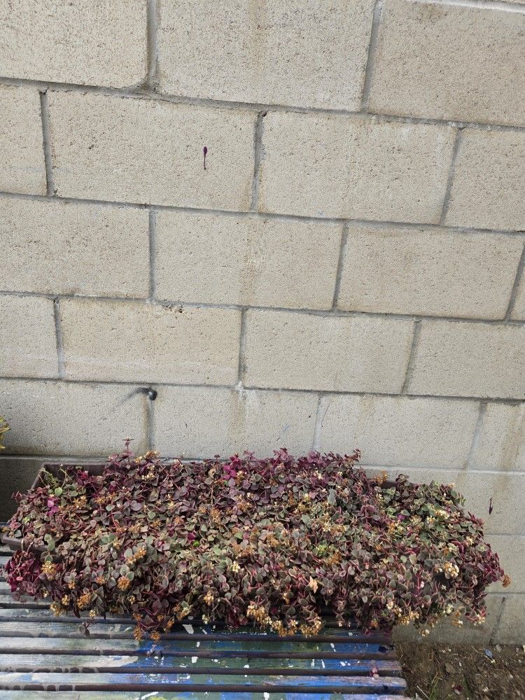crassula callucida/Corazon de madre