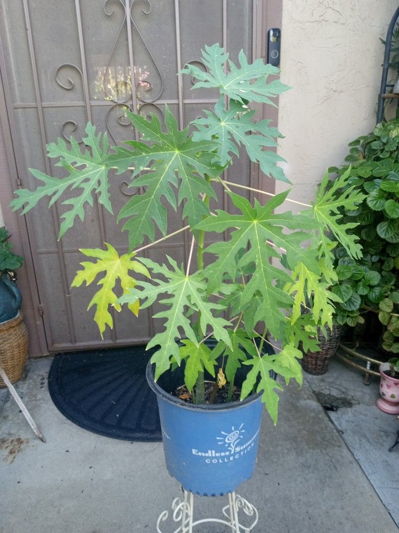 arboles de pitayo Tiene 3 chicos y uno grande