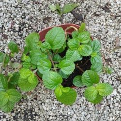 Creeping Charlie Houseplant