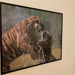 Tigers Playing. Framed Print. 16 X 20“