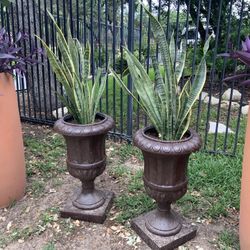 PAIR BASE AND KIVE PLANT TALL 30 INCHES  TALL PLANT AND BASE 50 INCHES