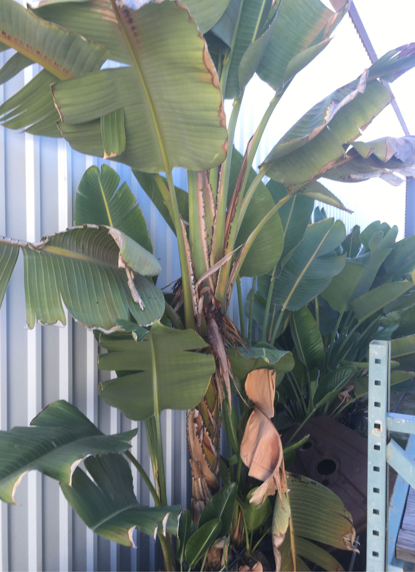15 gallon giant birds of paradise for Sale in Wildomar, CA OfferUp