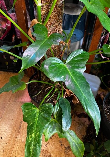 Rare Aroid Philodendron Golden Dragon Plant/ Indoor Plant/ House Plant Flower Patio Garden