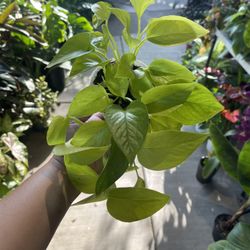 4” Neon Pothos