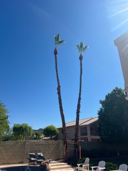 tree trimmin and removals