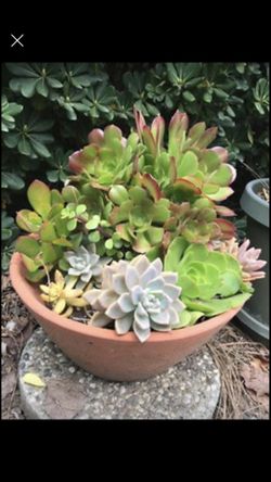 Big clay 6 succulents pot plants arrangement