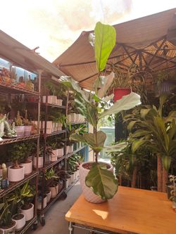 Fiddle Leaf Tree