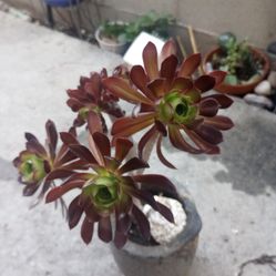 Aeonium