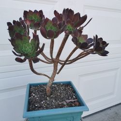 20" Purple rare aeonium collection CABERNET FLUFFY
 succulent