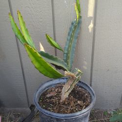 Dragon Fruit American Beauty 