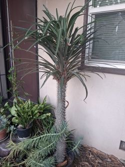 Mature Madagascar Palm tree