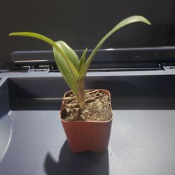 Moses In A Cradle Baby Plant