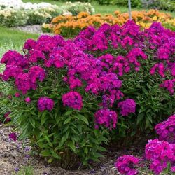 Two Types Of PHLOX ‘Younique’ Perennial Plants 