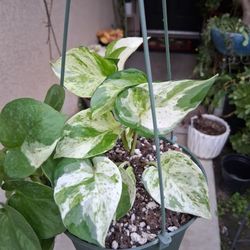 Manjula/ Jade Pothos Plant $25